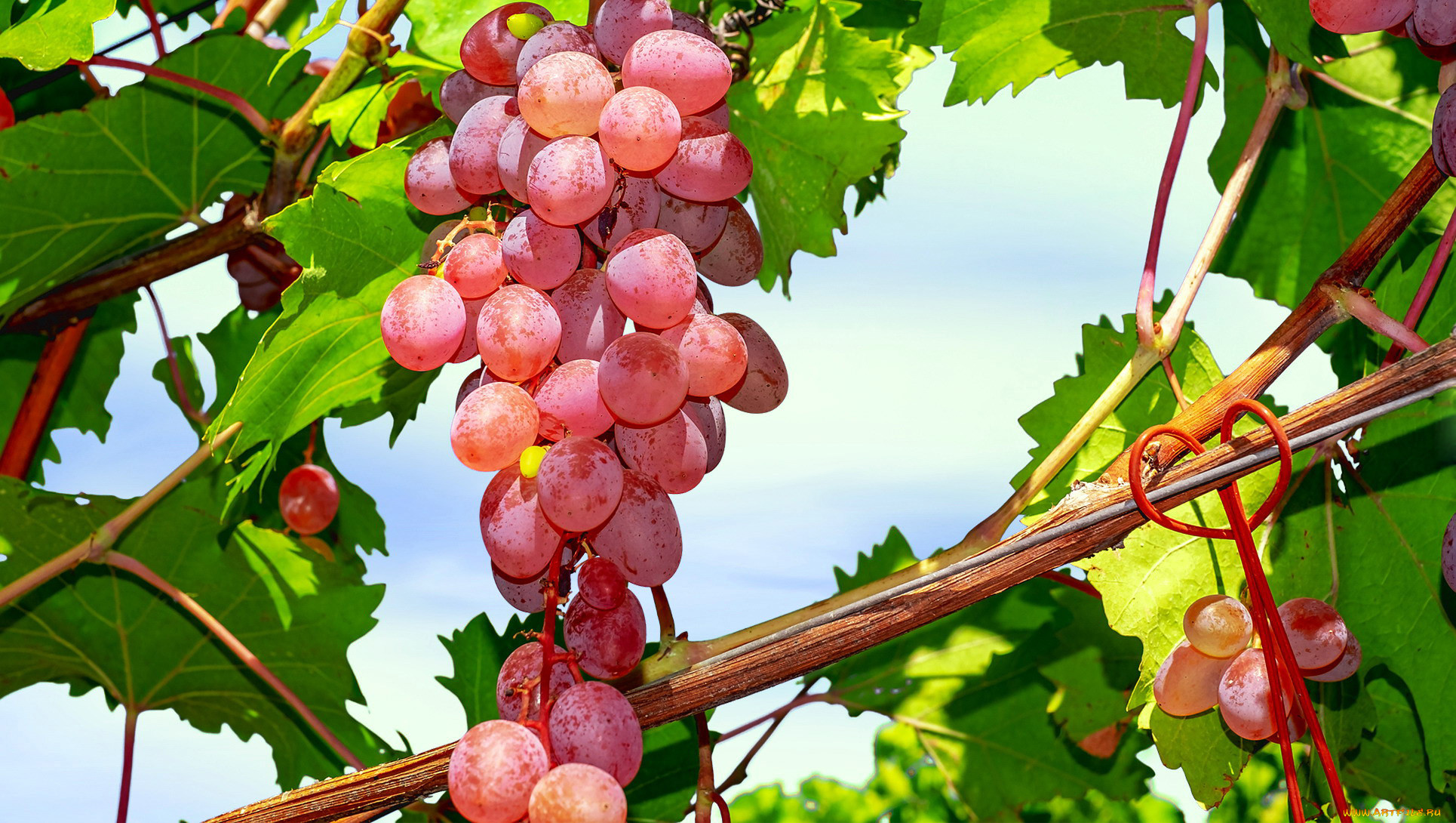 Зевксид Виноградная гроздь